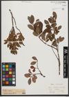 Foto von Salix waldsteiniana Willd.